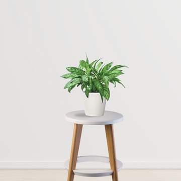 Chinese evergreen plant – Aglaonema